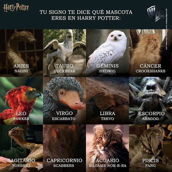 Harry Potter Zodiac Pets
