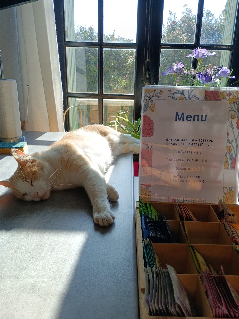Orange and white cat resting on windowsill beside menu card and potted flowers