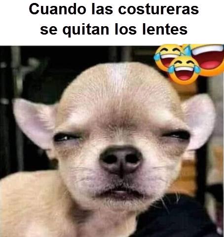 Chihuahua squinting with Spanish meme text and laughing emoji overlay