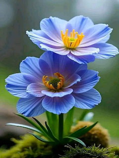 Close-up of two blue flowers with yellow centers and green leaves against a blurred green background