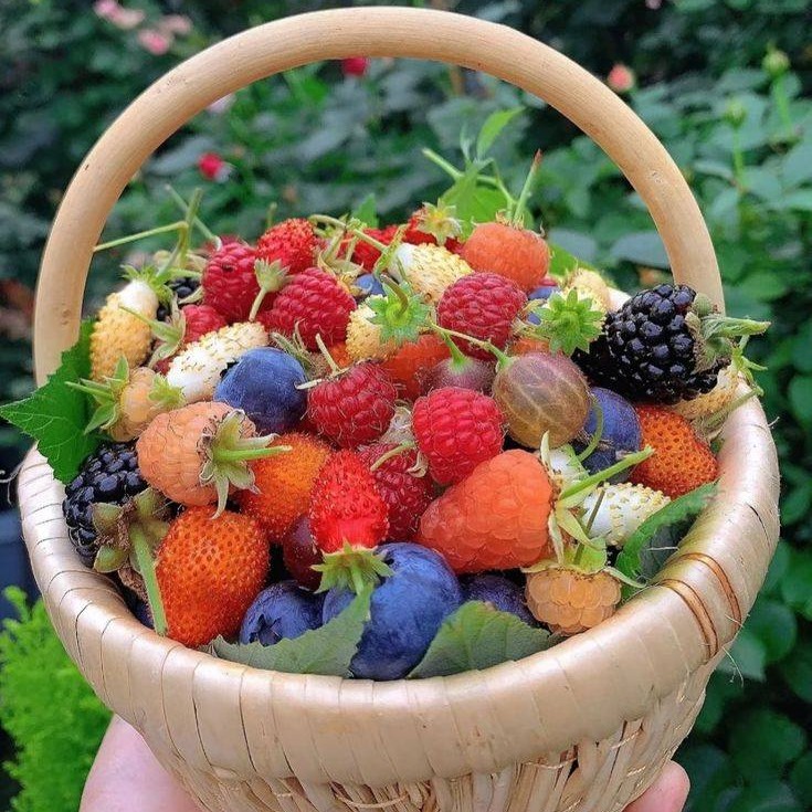 Hand holding wicker basket full of mixed berries and edible flowers in garden