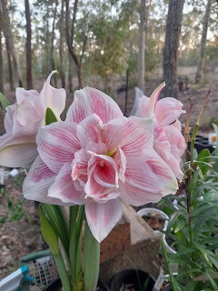 Pink striped Hippeastrum amaryllis flowers in bloom outdoors