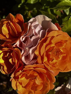 Close-up of orange and pink garden roses with layered petals in warm sunlight
