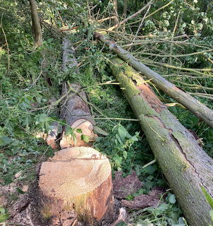 Cut tree stump with fallen tree trunks and green branches scattered on the ground