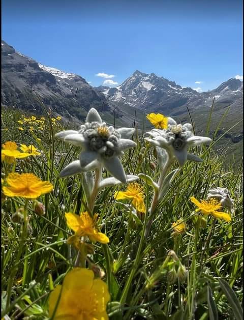 Yellow alpine flowers in mountain meadow with snowy peaks behind