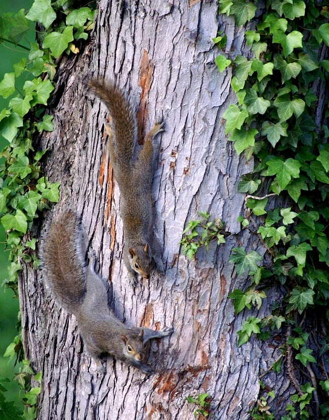 Two squirrels on a tree trunk with green ivy leaves