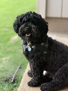 Black curly-haired poodle sitting on outdoor mat with green lawn background