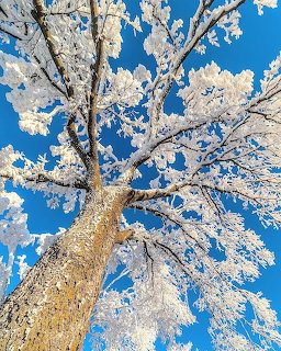 Looking up at a large tree covered in white frost against a bright blue sky
