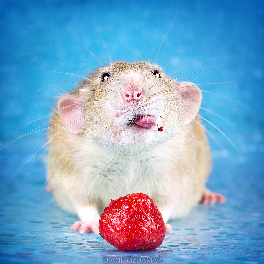 White pet rat with pink nose and long whiskers sitting behind a red strawberry on blue background