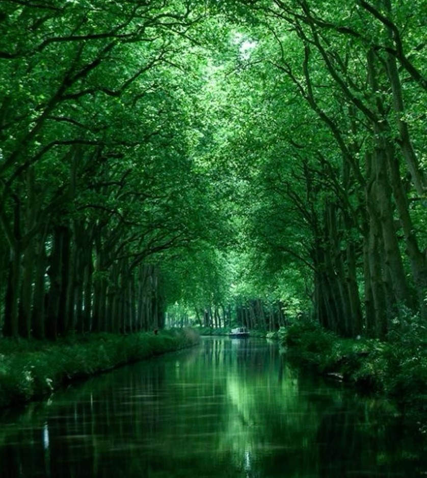 Calm canal beneath an arching tunnel of lush green trees in a dense forest