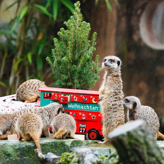Christmas Meerkats