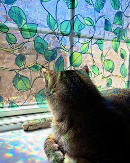 Cat silhouette at window with green and blue stained glass leaf pattern and rainbow light reflections