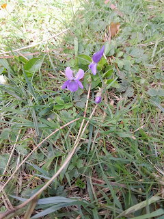 Purple common violet flowers with green leaves on natural ground