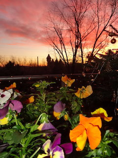 Purple, yellow and orange pansies blooming against orange sunset sky with bare tree silhouettes