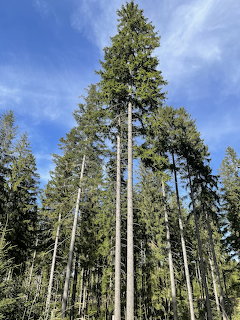 Tall pine and spruce trees seen from below against a blue sky with thin clouds