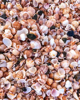 Seashells Collection