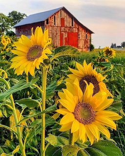 Red barn behind sunflower field with cloudy sky