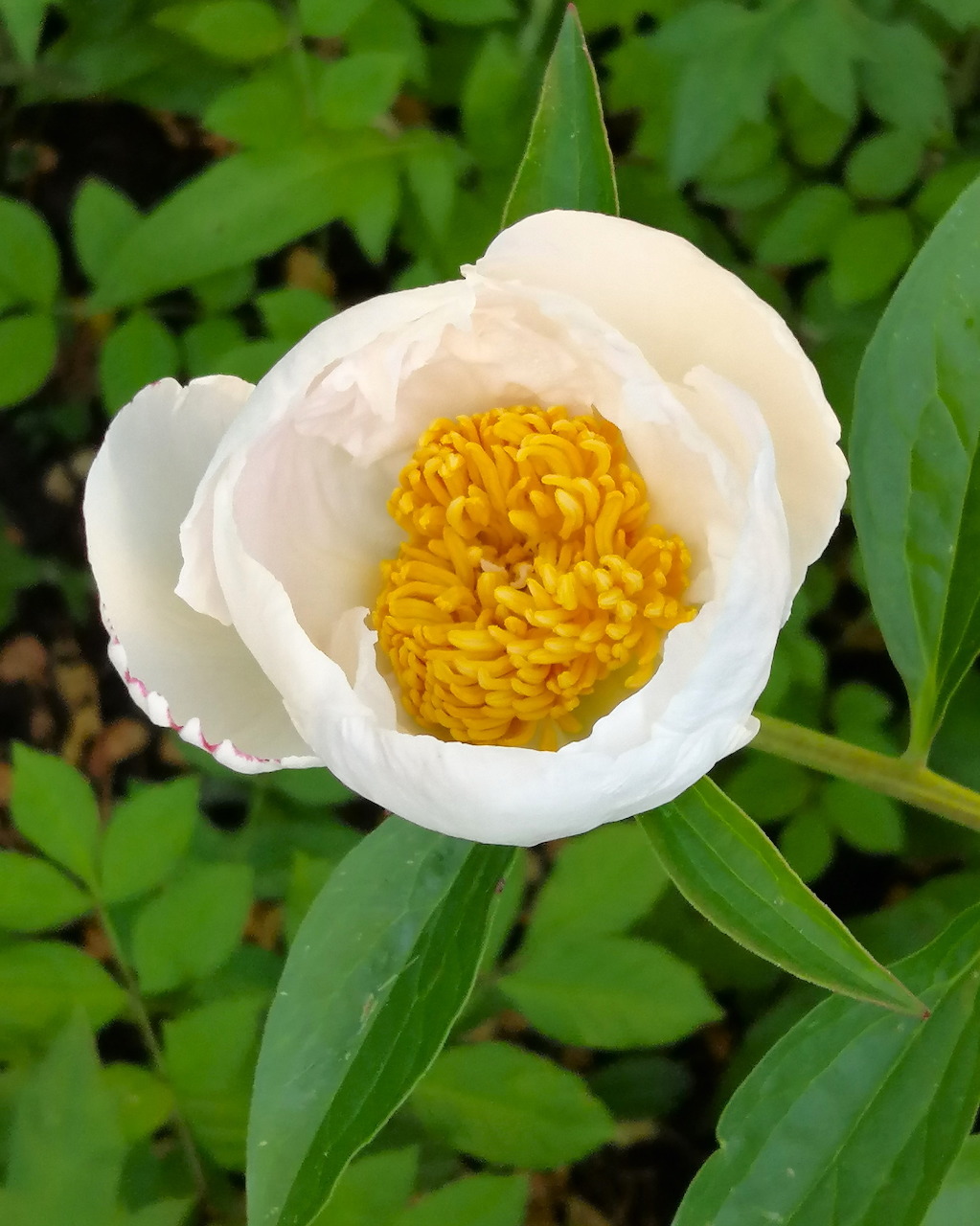 Close-up of a white peony flower with a yellow center and green leaves