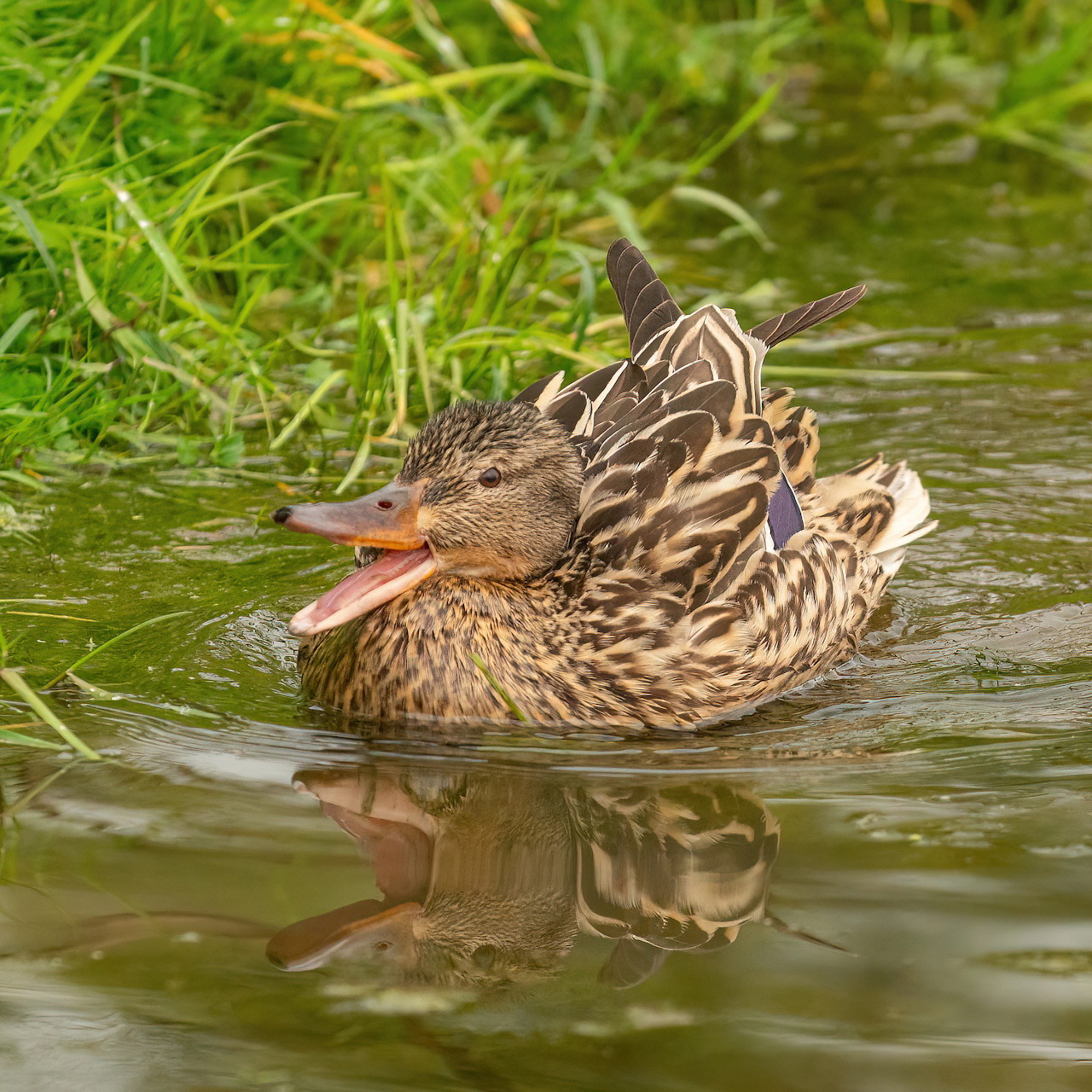 Brown duck with striped feathers swimming in green water with reflection visible