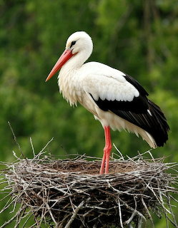 White stork with black wings and red beak standing on nest of twigs