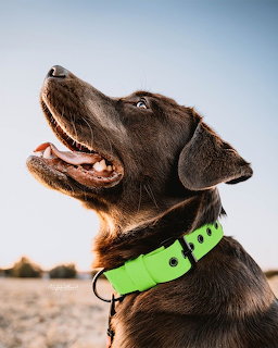 Chocolate Labrador Retriever profile with open mouth wearing green collar outdoors