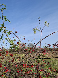 Red rose hips on thorny branches with a grassy field and blue sky in the background.