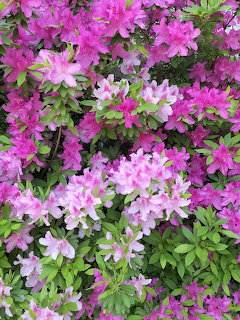 Vibrant pink, magenta and white azalea flowers in full bloom with lush green leaves
