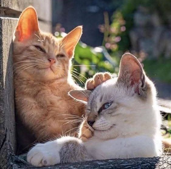 Two cats cuddling together outdoors, one orange tabby and one white with gray patches, resting in sunlight