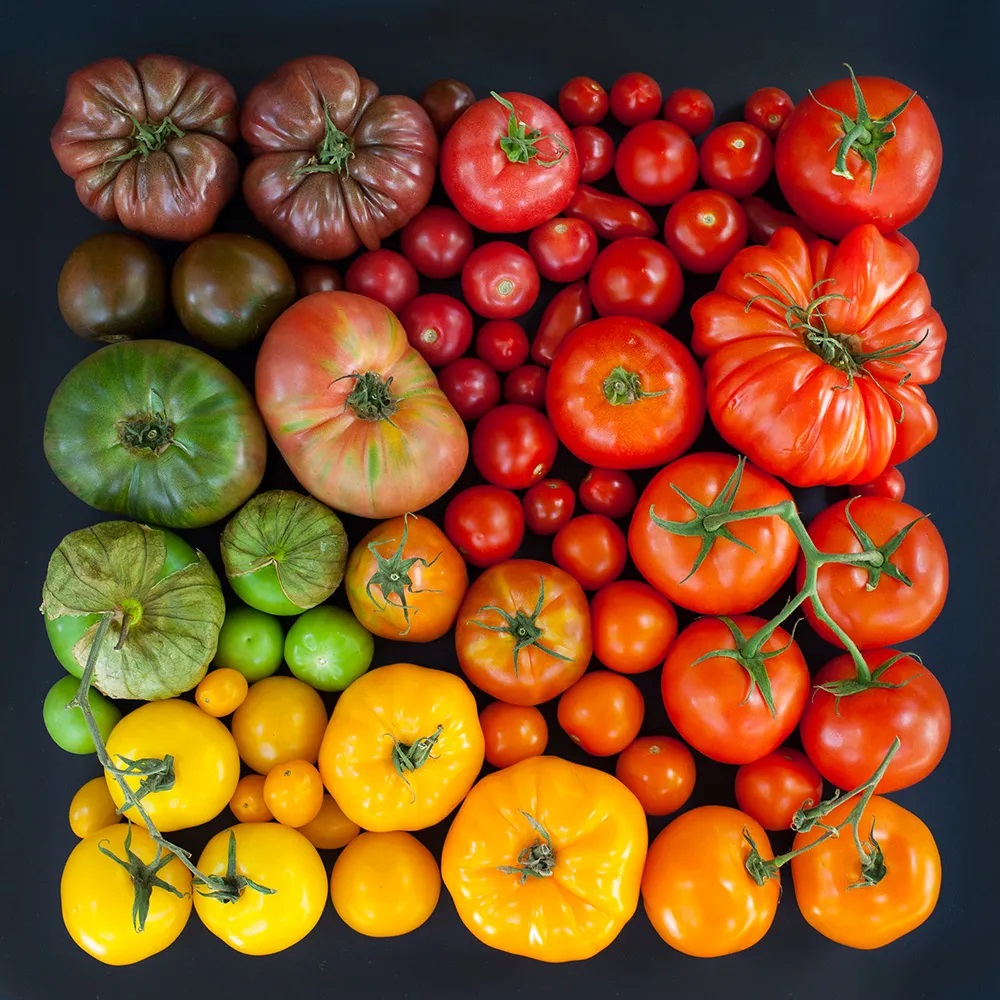 Overhead view of heirloom tomatoes in rainbow gradient from purple through green, yellow, orange to red on black surface
