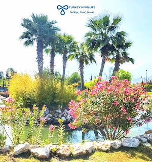 Colorful park garden with palm trees, pink flowering bushes, and yellow shrubs in Fethiye