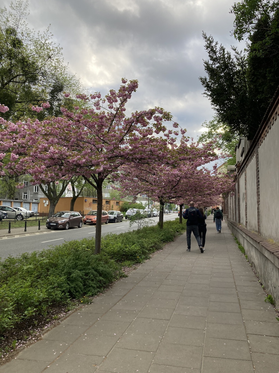 Street in Spring Blossoms