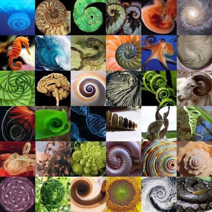 Colorful collage of spiral shapes from shells, plants, seahorse tails, and natural patterns
