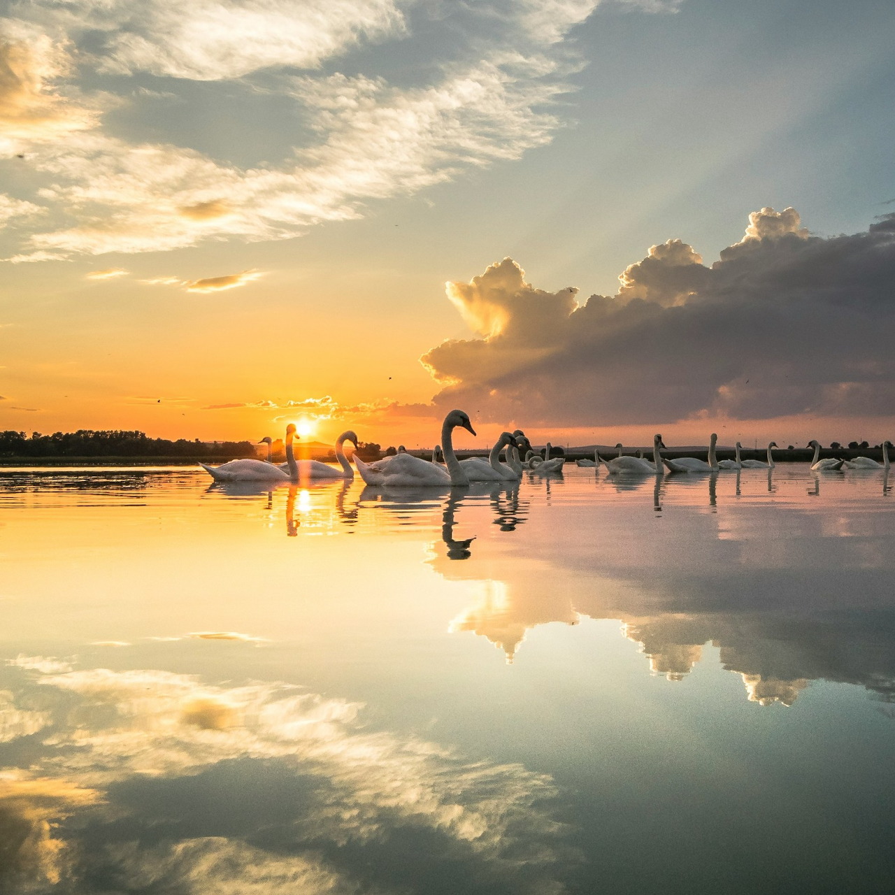 Swans at Sunset