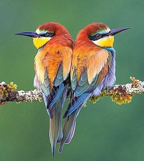 Two colorful bee-eater birds perched back to back on a branch against a green background