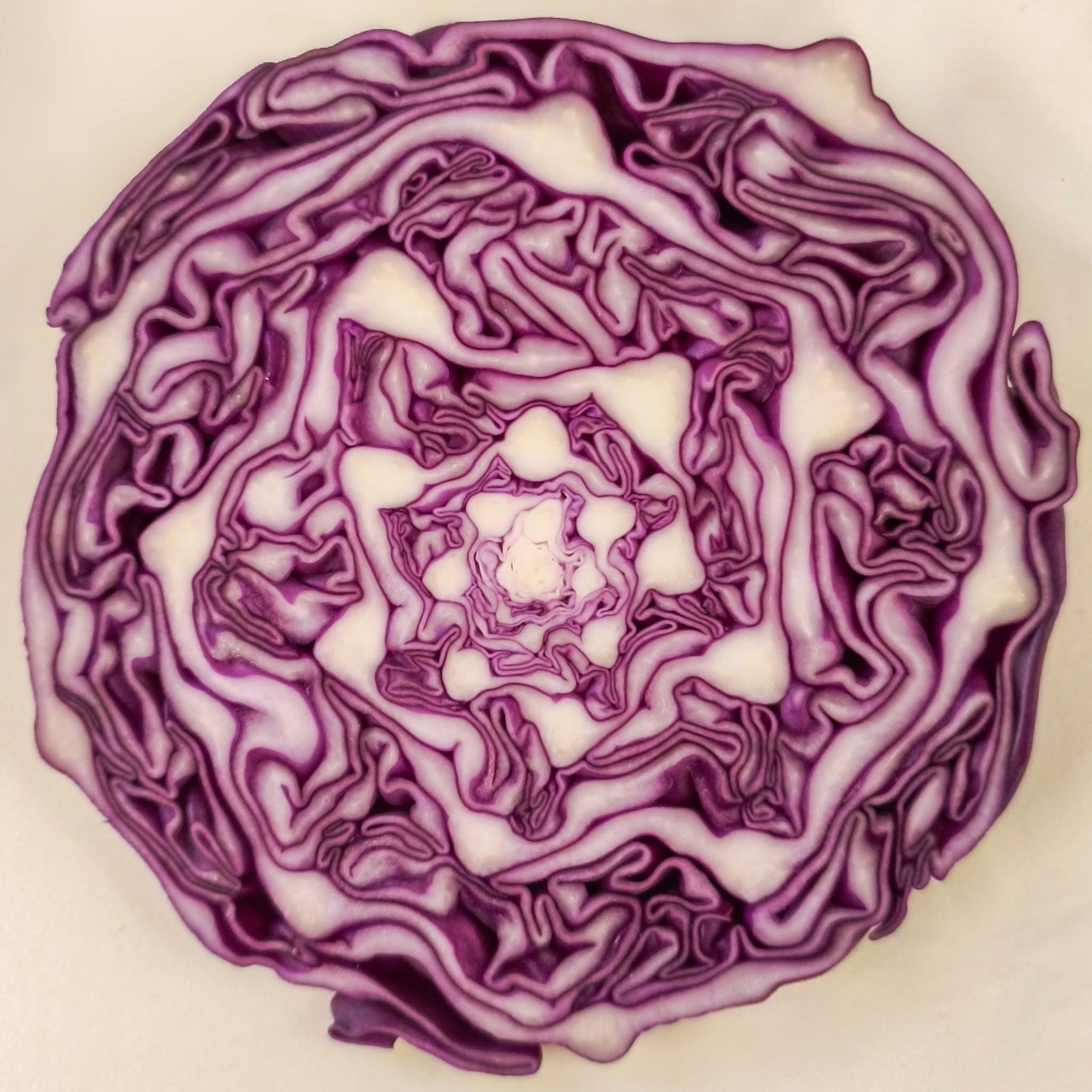 Close-up slice of red cabbage with purple and white layered leaf patterns