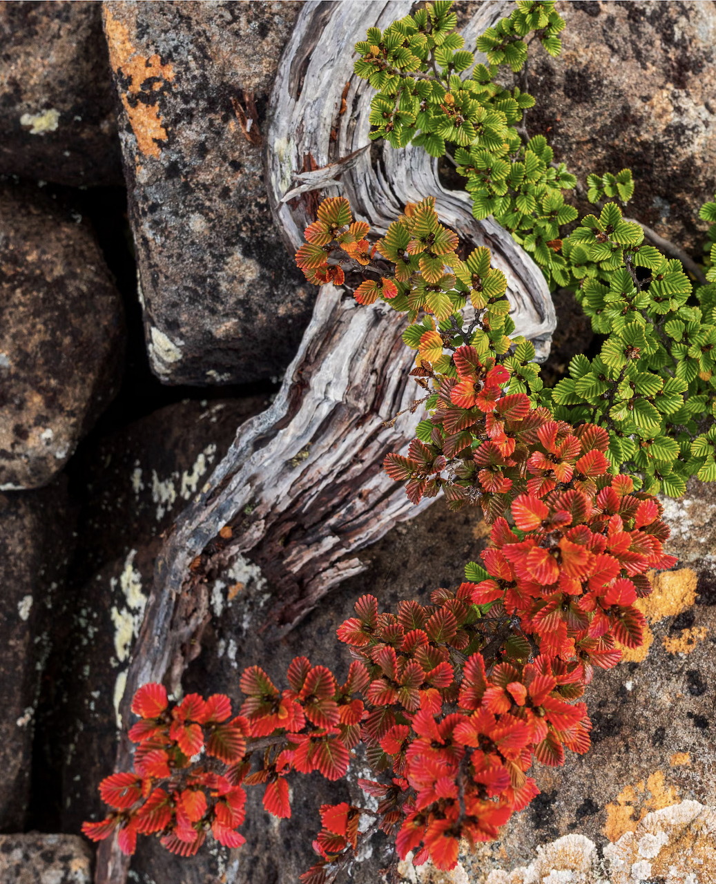 Red and green alpine fagus leaves next to silvery driftwood on dark rocky ground