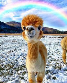 Fluffy brown and white alpaca in snowy field with rainbow and mountains in background
