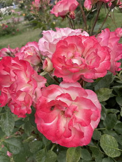 Pink and white roses blooming among green leaves in a garden