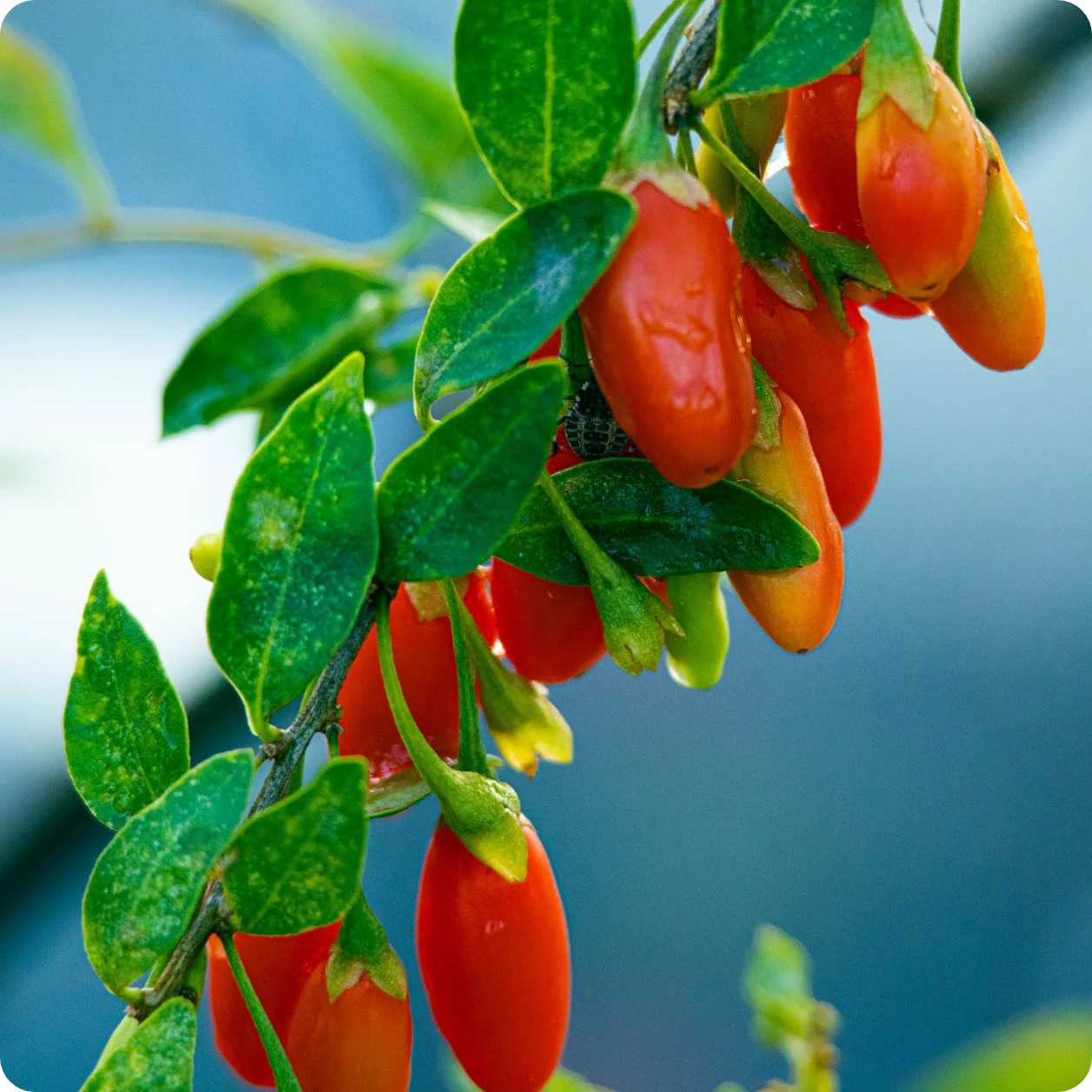 Red goji berries hanging from green branch with leaves against blurred blue background