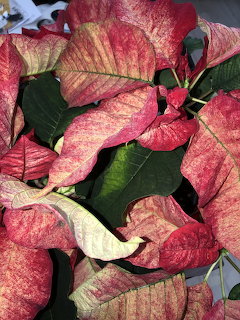 Close-up of pink and cream marbled poinsettia leaves with dark green foliage
