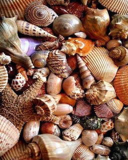 Seashell Collection