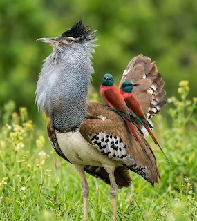 Kori bustard bird standing in grass with two colorful carmine bee-eaters riding on its back