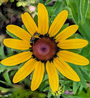 Yellow Daisy with Bee