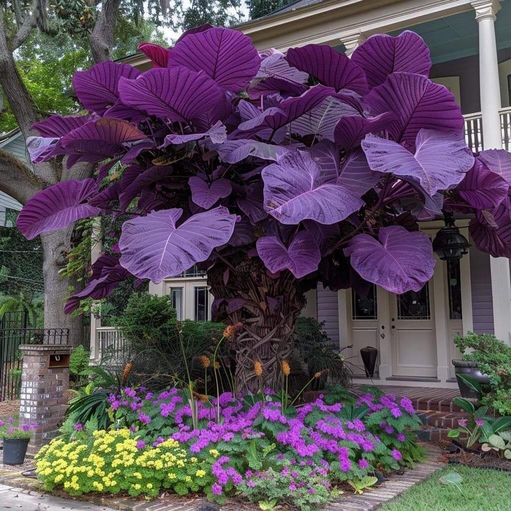 Large purple petunia tree with cascading flowers in front of house with colorful garden beds