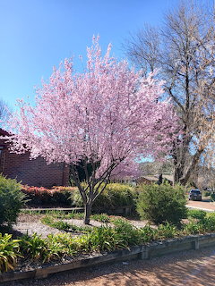 Pink cherry blossom tree in full bloom in a residential garden with brick path and blue sky