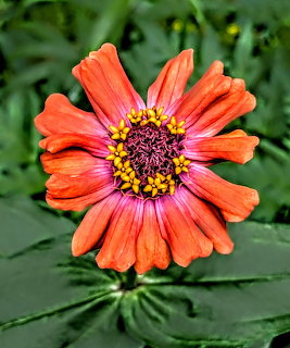 Zinnia flower