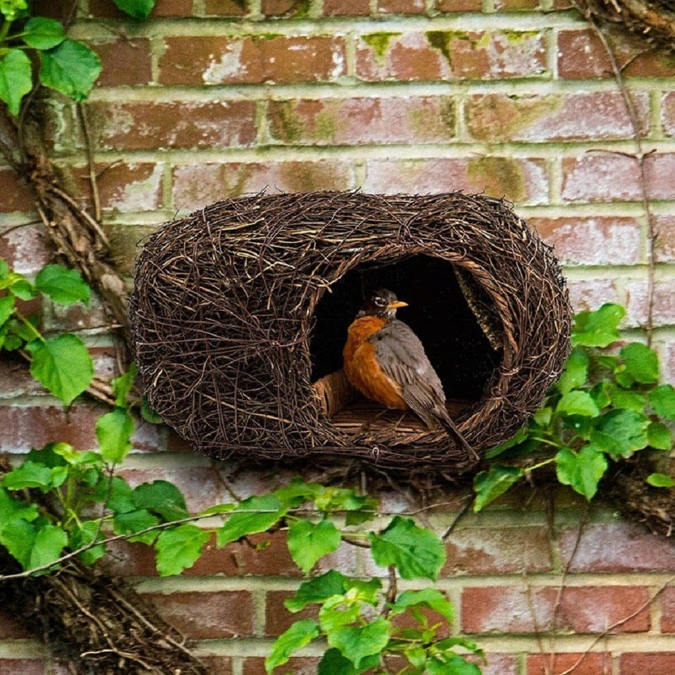 Bird with orange breast resting in dark woven nest on brick wall with ivy