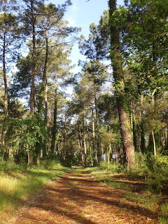 Landes Forest Path