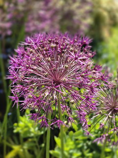 Close-up of a purple allium flower head with star-shaped florets against a green garden background
