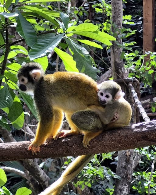 Two squirrel monkeys sitting together on a brown branch amid lush green leaves